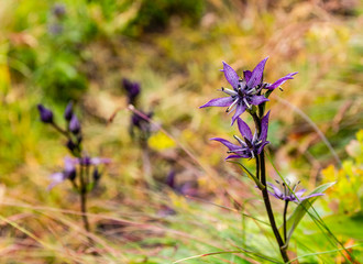 A beautiful characteristic flower Swertia perennis (star swertia).
