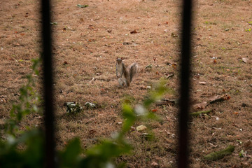 squirrel in the garden