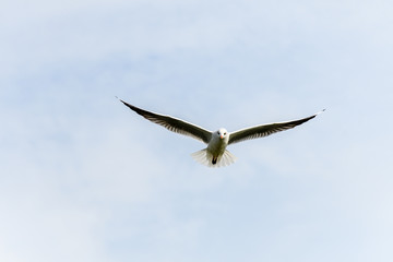 A lake gull flying with wings wide open