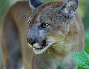 Portrait of Panther