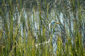 An egret walks among the reeds in a marsh searching for food