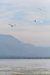 Birds following a fishing boat