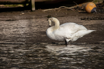 A Swan on the Truro river