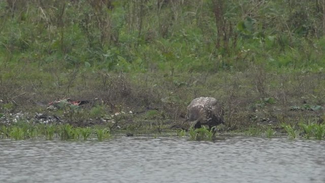 White-tailed eagle or Sea Eagle drinking at the shore of a lake in the Oostvaardersplassen in Flevoland, The Netherlands