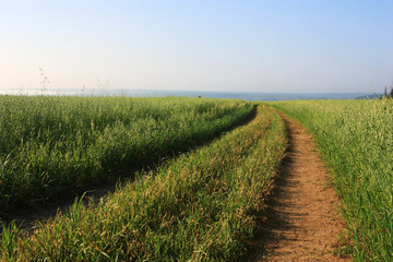 Country dirt road in the field