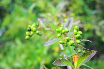 Green berries on a branch