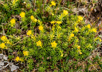 Saxifraga aizoides (yellow saxifrage) plant growing on a calcareous base.
