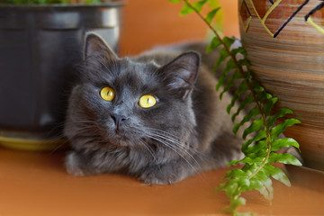 Gray cat Nebelung.