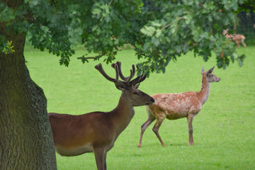 Naklejka na ściany i meble Deer standing under a tree in a field