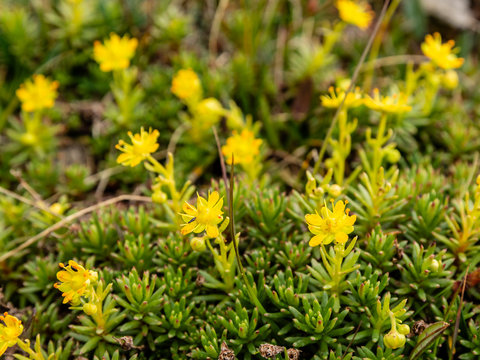 Close-up of plant flowers Saxifraga aizoides (yellow saxifrage).