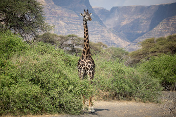 giraffe in africa
