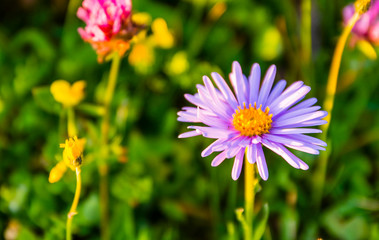 Alpine aster a beautiful mountain flower blooming in summer.