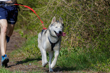 Chien de traîneau en course