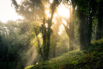 Sun rays of light blasting behind a beautiful tree