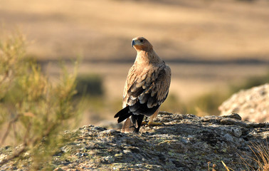 Aguilas imperiales en la sierra abulense- Avila. España