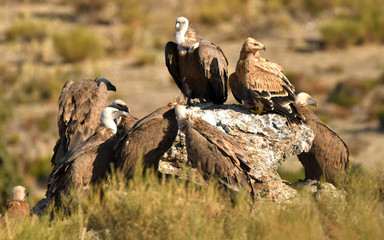 Aguilas imperiales en la sierra abulense- Avila. España