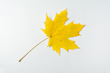 Yellow autumn leaf of maple tree isolated on white background.