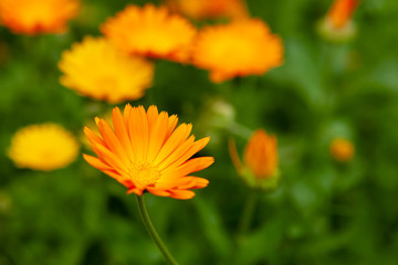 Bright yellow and orange flowers of calendula on a blurred green background.