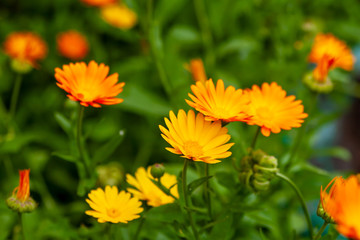 Bright yellow and orange flowers of calendula on a blurred green background.