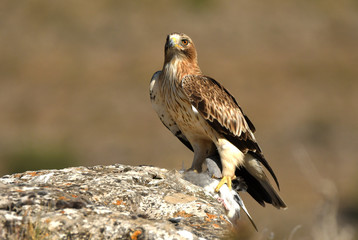 aguila calzada posada sobre la roca