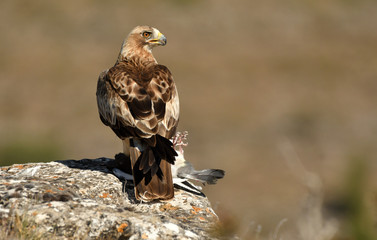 aguila calzada posada sobre la roca