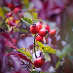 Rose hip tea, photo for red abstract background with healthy nutrition.