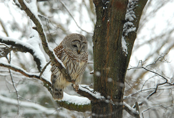 Barred Owl on a branch in the snow