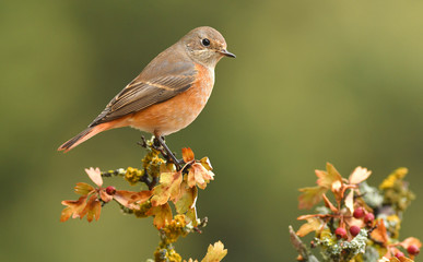 colirrojo real en la ramita del arbol