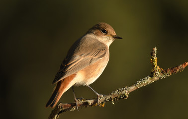 colirrojo real en la ramita del arbol