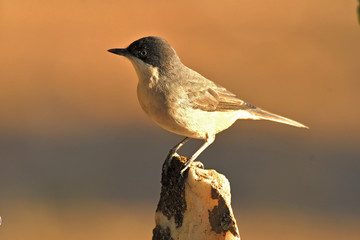 Curruca mirlona en el campo