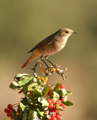 colirrojo real en la ramita del arbol