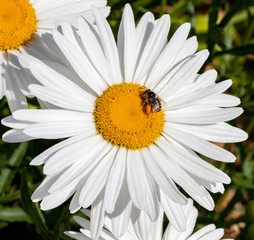 Obraz premium Bee with pollen