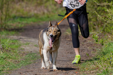 Chien de traîneau en course