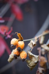 Rose hip tea, photo for red abstract background with healthy nutrition.