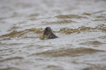 Grey seal, Halichoerus grypus, swimming backwards in a estuary during a windy and raining day in autumn.