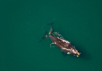 Ballena franca austral o meridional (Euabalaena australis),, Peninsula Valdes, Patagonia, Argentina
