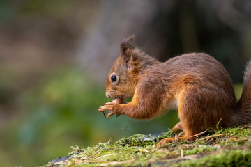 red squirrel, Sciurus vulgaris, close up portrait on moss and forest floor covered in the orange autumn leaves within a pine and birch forest, Scotland.