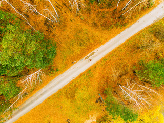 The road in the autumn forest. Aerial view. Yellow forest: birch, spruce in October.
