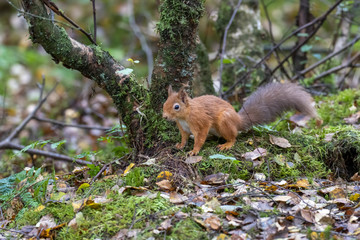 Naklejka na ściany i meble red squirrel, Sciurus vulgaris, close up portrait on moss and forest floor covered in the orange autumn leaves within a pine and birch forest, Scotland.