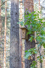 New wooden birdhouse on a tree for forest birds in the forest