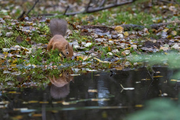 red squirrel, Sciurus vulgaris, close up portrait reflection/double besides a pool surrounded by the orange fall/autumn leaves within a pine and birch forest in Scotland.