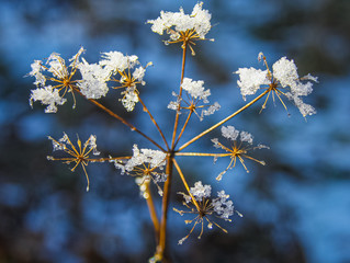 Wilder Fenchel im Winter