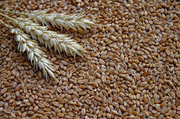 Weizenähren und Weizenkörner
