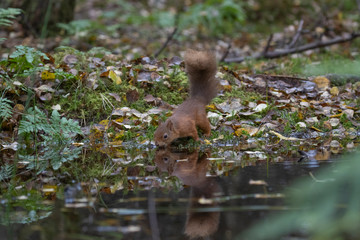 Naklejka na ściany i meble red squirrel, Sciurus vulgaris, close up portrait reflection/double besides a pool surrounded by the orange fall/autumn leaves within a pine and birch forest in Scotland.