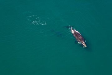 Ballena franca austral o meridional (Euabalaena australis),, Peninsula Valdes, Patagonia, Argentina