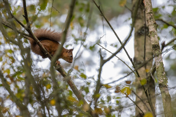 Red squirrel, Sciurus vulgaris, sitting on branches during a calm day within a pine and birch forest in Scotland during autumn with orange leaves.
