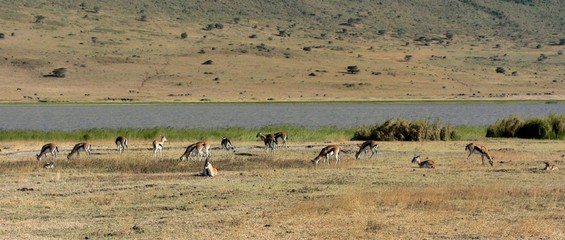 Fototapeta na wymiar Springbok dans le Cratère du Ngorongoro en Tanzanie