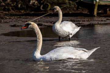 Two Swans on the Truro river