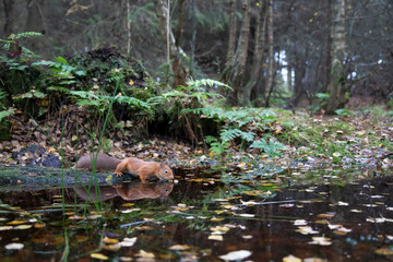 Fototapeta na wymiar Red squirrel, Sciurus vulgaris, wide portrait of reflection upon a pool/pond within a pine and birch forest background with autumn orange leaves in Scotland.