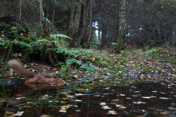 Red squirrel, Sciurus vulgaris, wide portrait of reflection upon a pool/pond within a pine and birch forest background with autumn orange leaves in Scotland.